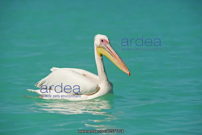 : Great White Pelican - on the water : Great White Pelican - on the water