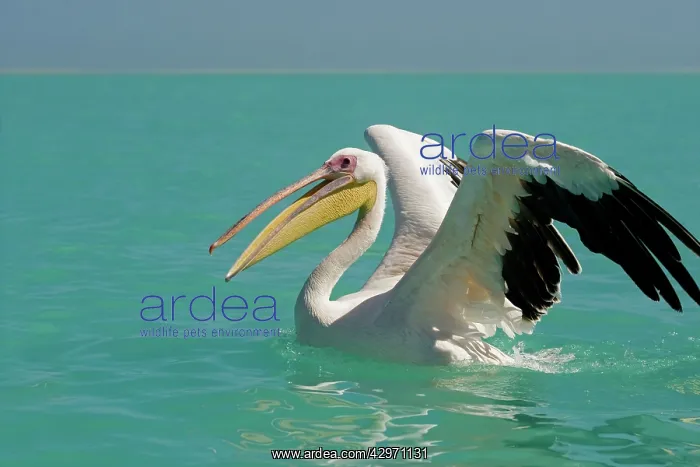 : Great White Pelican - on the water - with wings : Great White Pelican - on the water - with wings