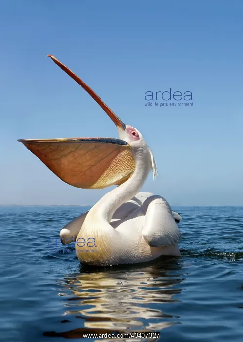 : Great White Pelican - with bill wide open - wide : Great White Pelican - with bill wide open - wide