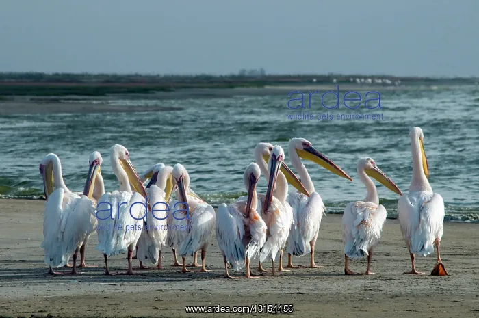  : Great White Pelicans