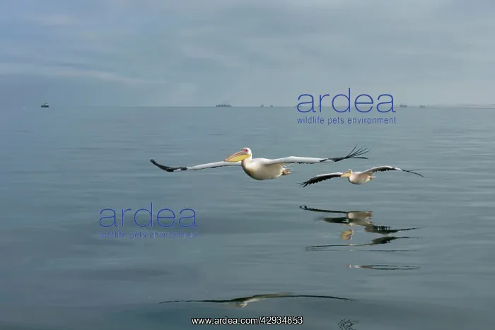: Great White Pelicans - In flight over the Atlantic : Great White Pelicans - In flight over the Atlantic