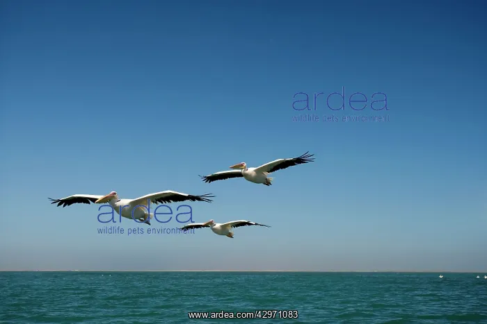 : Great White Pelicans - in flight over the ocean : Great White Pelicans - in flight over the ocean