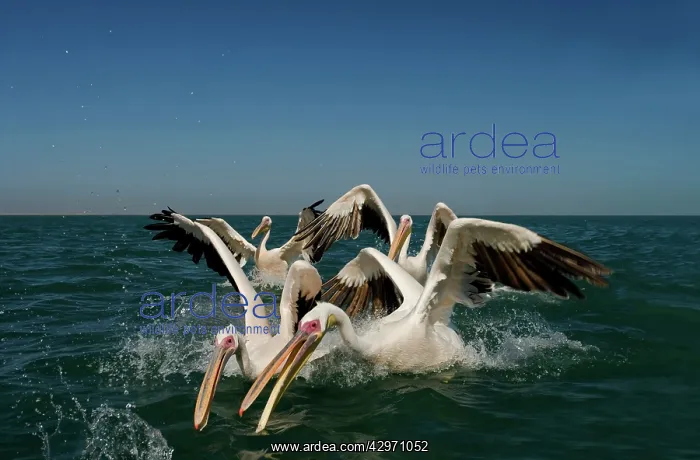  : Great White Pelicans - lunging for food in the water