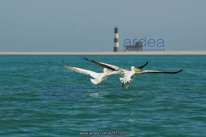  : Great White Pelicans - pair in flight with the