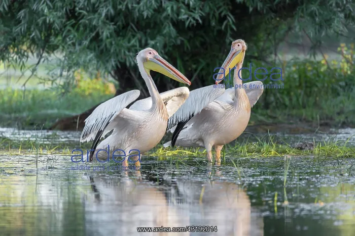 : Two Great white pelicans (Pelecanus onocrotalus) : Two Great white pelicans (Pelecanus onocrotalus)