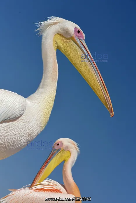 : Great white pelicans (Pelecanus onocrotalus) at : Great white pelicans (Pelecanus onocrotalus) at