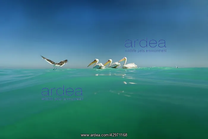 : Great White Pelicans - seen from water level with : Great White Pelicans - seen from water level with