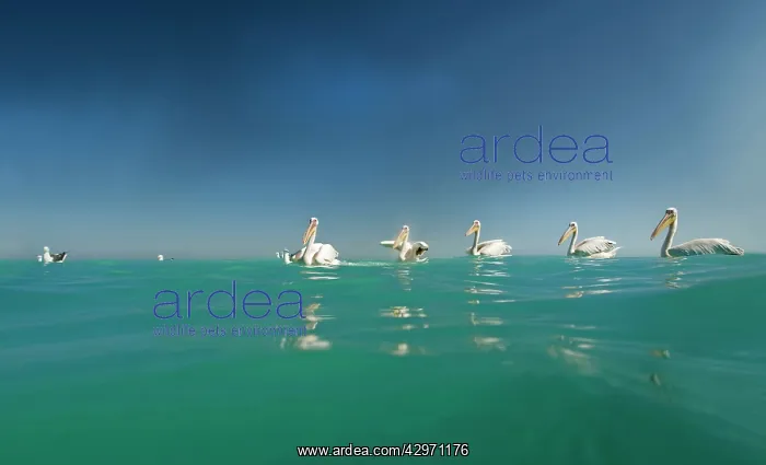 : Great White Pelicans - seen from the water level : Great White Pelicans - seen from the water level