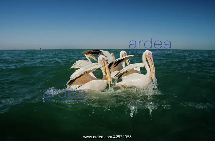 : Great White Pelicans - on the water : Great White Pelicans - on the water