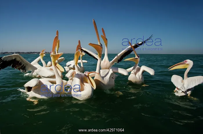 : Great White Pelicans - on the water : Great White Pelicans - on the water