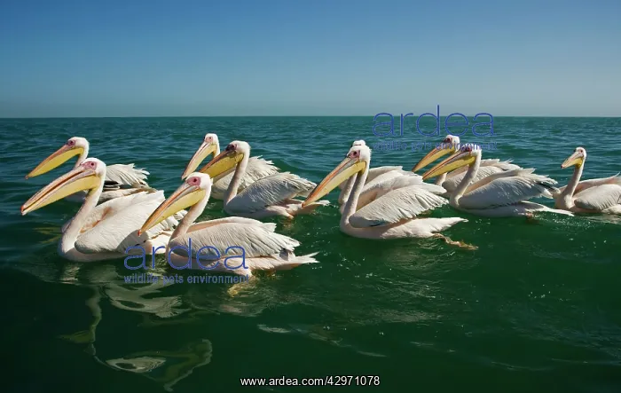 : Great White Pelicans - on the water : Great White Pelicans - on the water