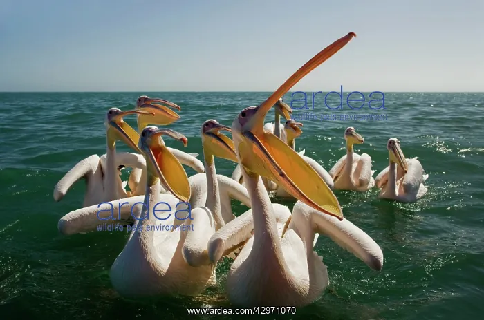 : Great White Pelicans on the water - with beak open : Great White Pelicans on the water - with beak open