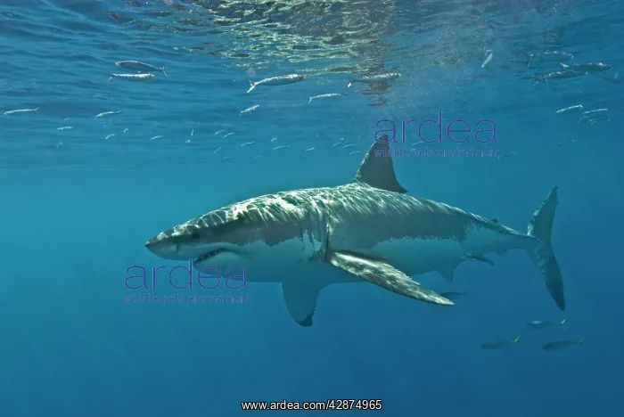 : Great White Shark : Great White Shark