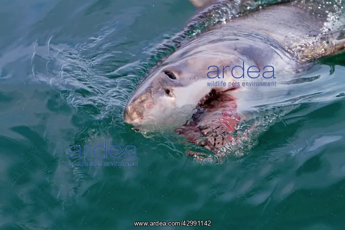 : Great White Shark - attracted with food - near surface : Great White Shark - attracted with food - near surface