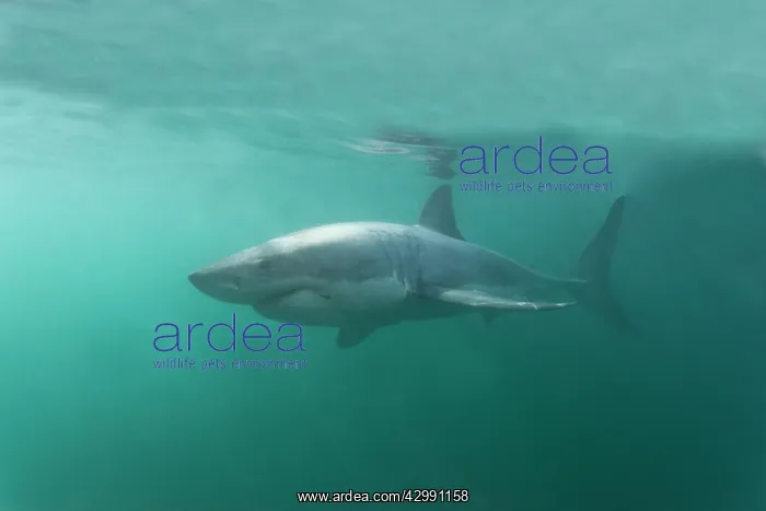 : Great White Shark - attracted with food - underwater : Great White Shark - attracted with food - underwater