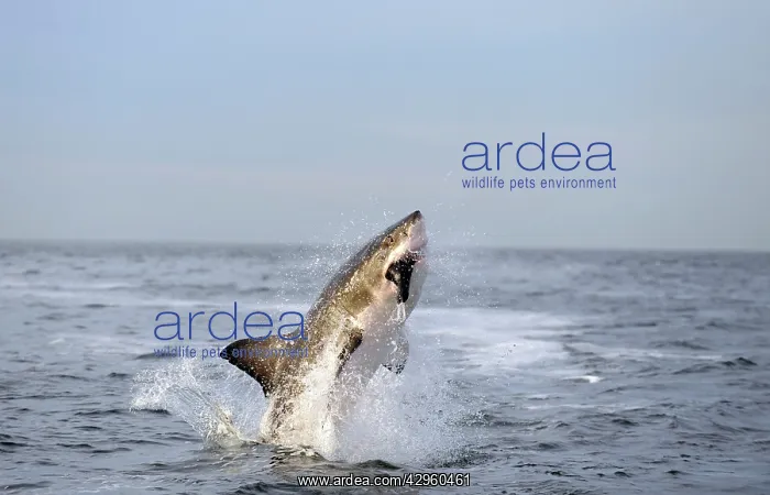 : Great White Shark - Breaching : Great White Shark - Breaching