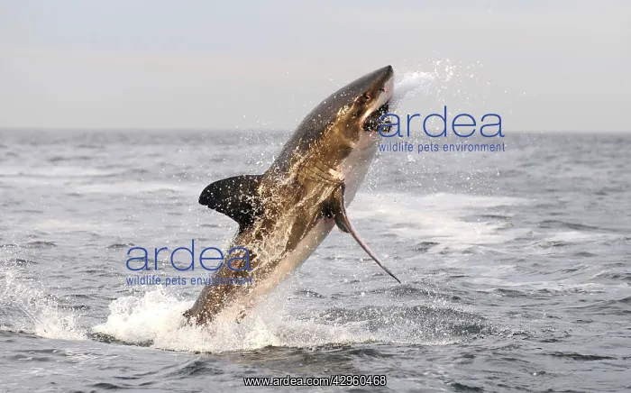 : Great White Shark - Breaching : Great White Shark - Breaching