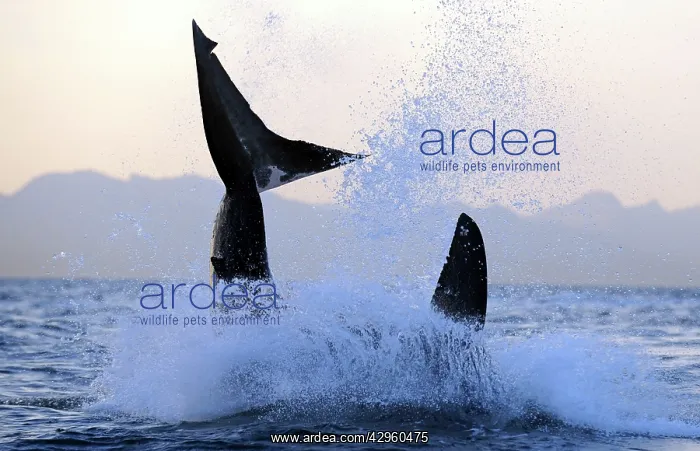 : Great White Shark - Breaching : Great White Shark - Breaching
