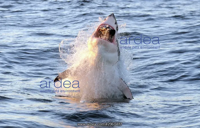 : Great White Shark - Breaching : Great White Shark - Breaching