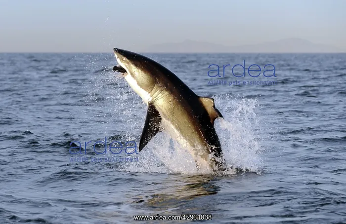 : Great White Shark - breaching : Great White Shark - breaching