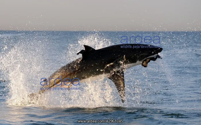 : Great White Shark - breaching : Great White Shark - breaching