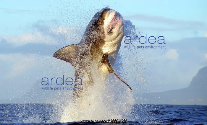 : Great White Shark - breaching : Great White Shark - breaching