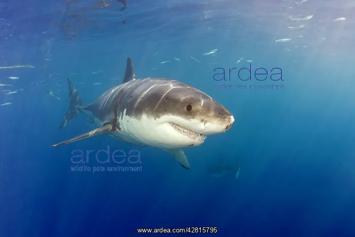 : Great white shark, Carcharodon carcharias, vulnerable, IUCN : Great white shark, Carcharodon carcharias, vulnerable, IUCN