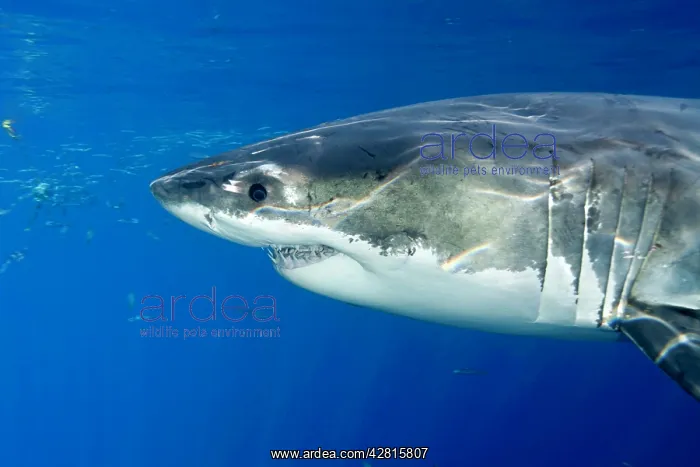 : Great white shark, Carcharodon carcharias, vulnerable, IUCN : Great white shark, Carcharodon carcharias, vulnerable, IUCN