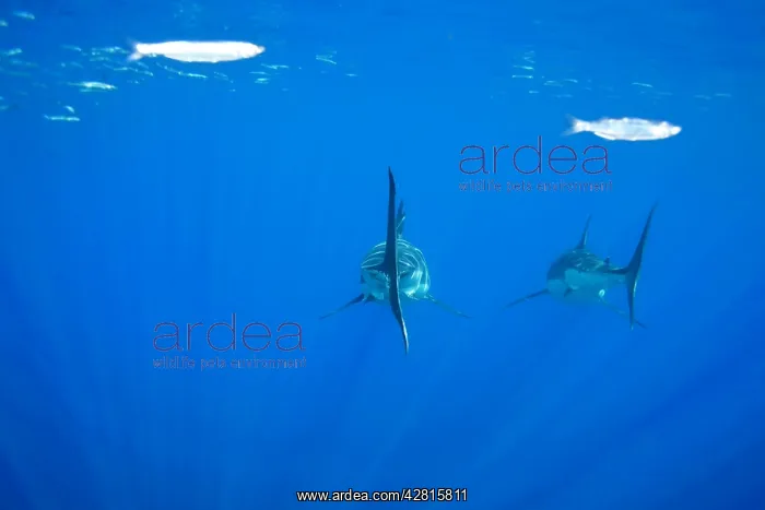 : Great white shark, Carcharodon carcharias, vulnerable, IUCN : Great white shark, Carcharodon carcharias, vulnerable, IUCN