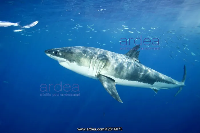 : Great white shark, Carcharodon carcharias, vulnerable, IUCN : Great white shark, Carcharodon carcharias, vulnerable, IUCN