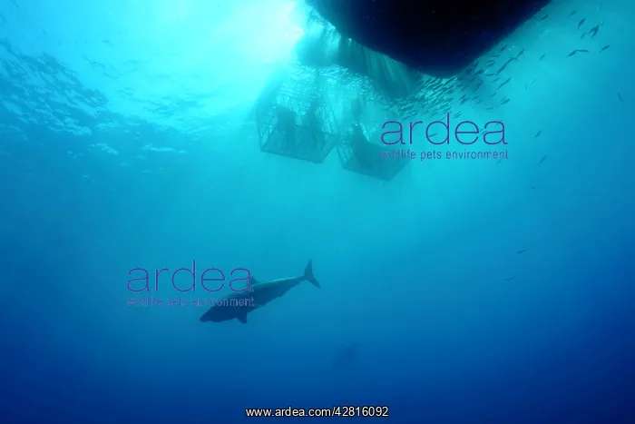 : Great white shark, Carcharodon carcharias, vulnerable, IUCN : Great white shark, Carcharodon carcharias, vulnerable, IUCN