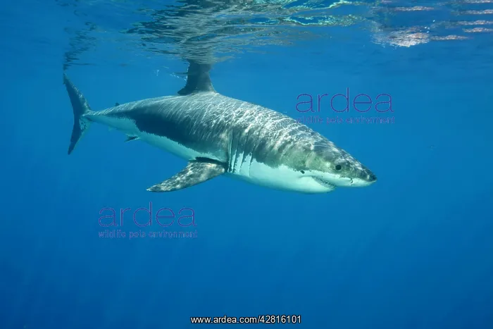 : Great white shark, Carcharodon carcharias, vulnerable, IUCN : Great white shark, Carcharodon carcharias, vulnerable, IUCN