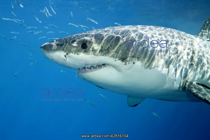 : Great white shark, Carcharodon carcharias, vulnerable, IUCN : Great white shark, Carcharodon carcharias, vulnerable, IUCN