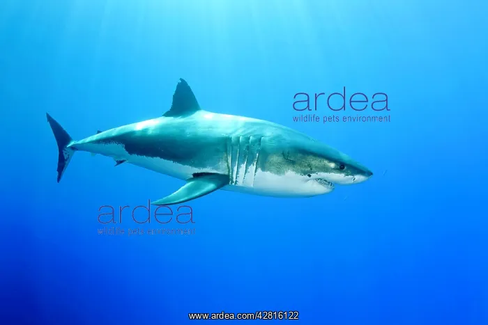 : Great white shark, Carcharodon carcharias, vulnerable, IUCN : Great white shark, Carcharodon carcharias, vulnerable, IUCN
