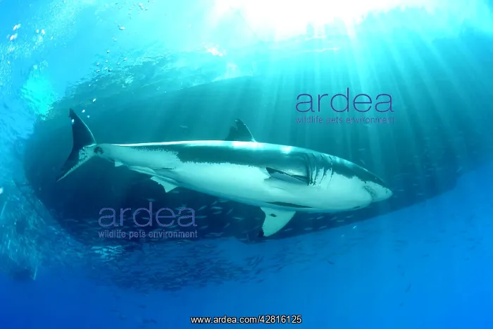 : Great white shark, Carcharodon carcharias, vulnerable, IUCN : Great white shark, Carcharodon carcharias, vulnerable, IUCN