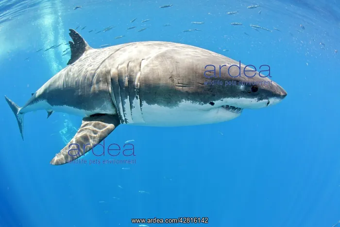 : Great white shark, Carcharodon carcharias, vulnerable, IUCN : Great white shark, Carcharodon carcharias, vulnerable, IUCN