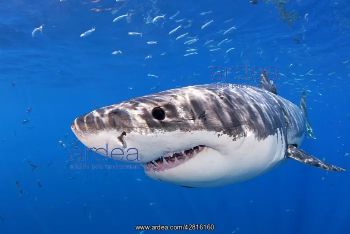: Great white shark, Carcharodon carcharias, vulnerable, IUCN : Great white shark, Carcharodon carcharias, vulnerable, IUCN