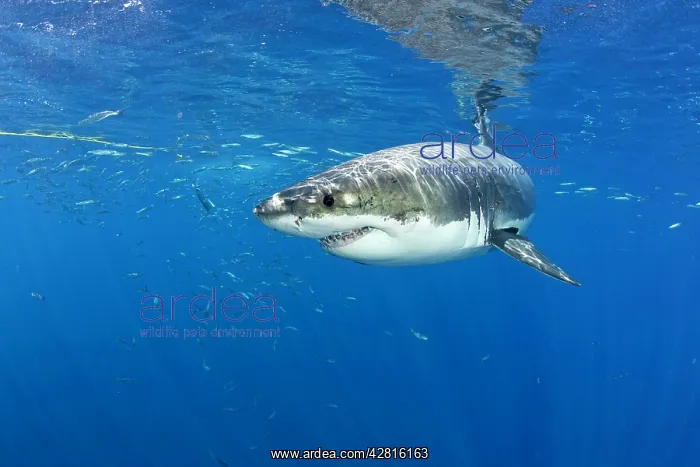 : Great white shark, Carcharodon carcharias, vulnerable, IUCN : Great white shark, Carcharodon carcharias, vulnerable, IUCN
