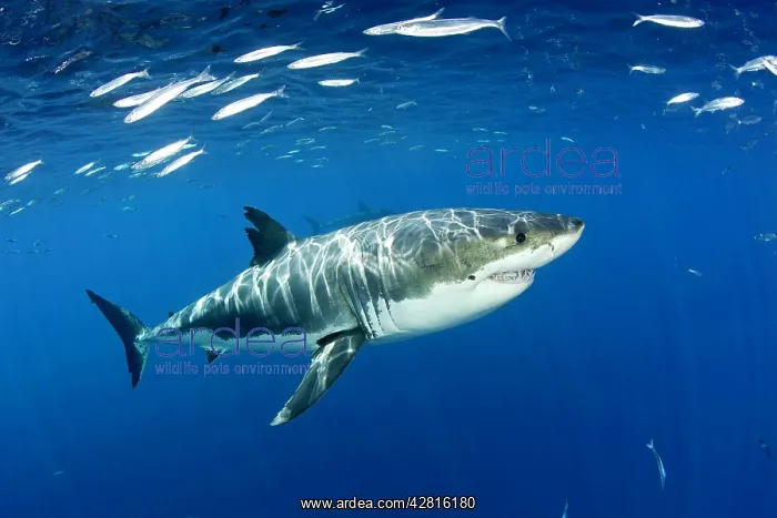 : Great white shark, Carcharodon carcharias, vulnerable, IUCN : Great white shark, Carcharodon carcharias, vulnerable, IUCN