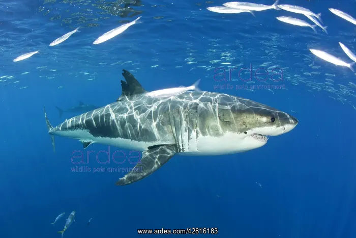 : Great white shark, Carcharodon carcharias, vulnerable, IUCN : Great white shark, Carcharodon carcharias, vulnerable, IUCN