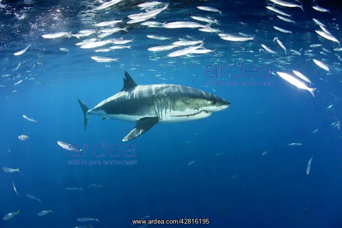 : Great white shark, Carcharodon carcharias, vulnerable, IUCN : Great white shark, Carcharodon carcharias, vulnerable, IUCN