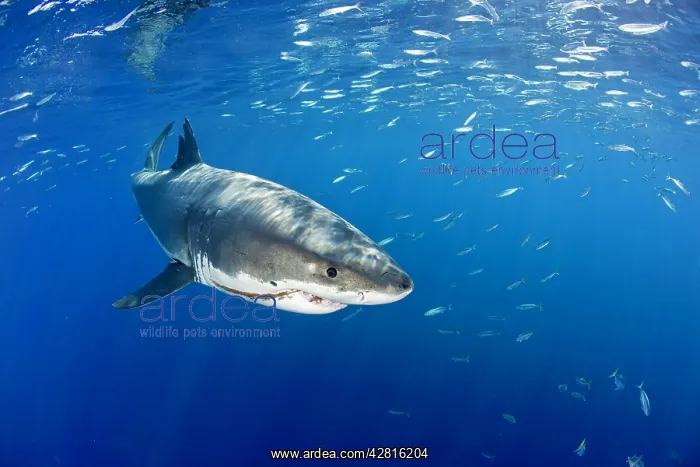 : Great white shark, Carcharodon carcharias, vulnerable, IUCN : Great white shark, Carcharodon carcharias, vulnerable, IUCN