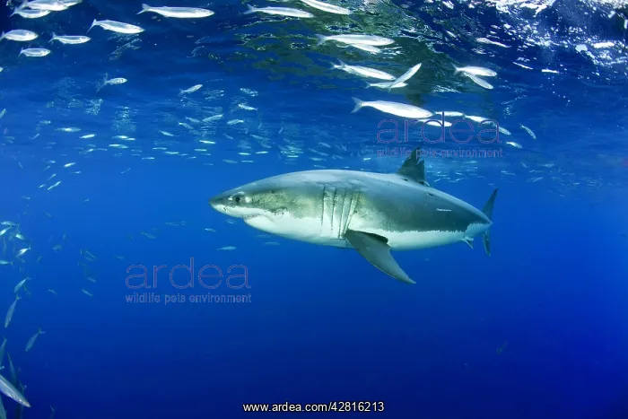 : Great white shark, Carcharodon carcharias, vulnerable, IUCN : Great white shark, Carcharodon carcharias, vulnerable, IUCN