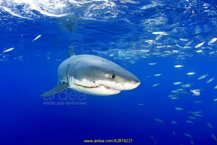 : Great white shark, Carcharodon carcharias, vulnerable, IUCN : Great white shark, Carcharodon carcharias, vulnerable, IUCN