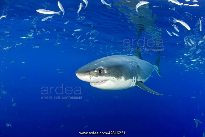 : Great white shark, Carcharodon carcharias, vulnerable, IUCN : Great white shark, Carcharodon carcharias, vulnerable, IUCN