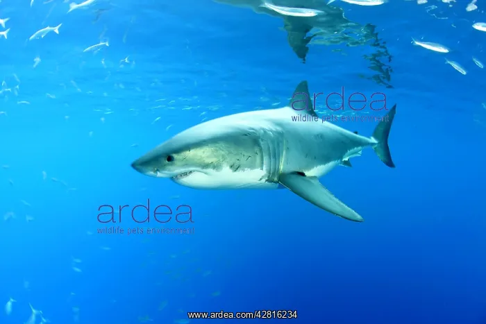 : Great white shark, Carcharodon carcharias, vulnerable, IUCN : Great white shark, Carcharodon carcharias, vulnerable, IUCN