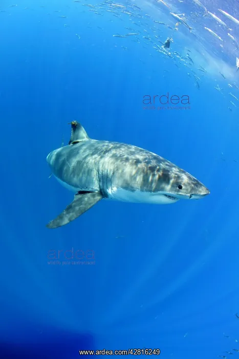 : Great white shark, Carcharodon carcharias, vulnerable, IUCN : Great white shark, Carcharodon carcharias, vulnerable, IUCN