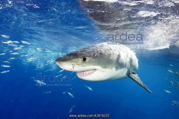 : Great white shark, Carcharodon carcharias, vulnerable, IUCN : Great white shark, Carcharodon carcharias, vulnerable, IUCN