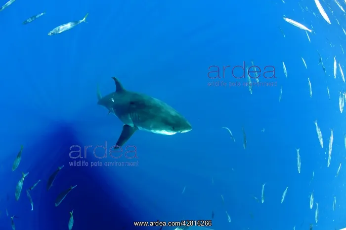 : Great white shark, Carcharodon carcharias, vulnerable, IUCN : Great white shark, Carcharodon carcharias, vulnerable, IUCN