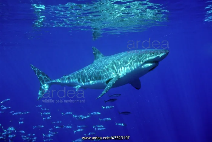 : great white shark, Carcharodon carcharias, Guadalupe Island : great white shark, Carcharodon carcharias, Guadalupe Island